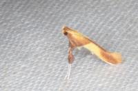 Caloptilia robustella