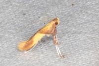 Caloptilia robustella