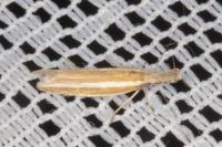 Pleurota aristella