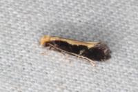 Monopis obviella