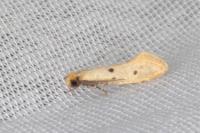 Tinea trinotella