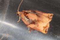 Archips podana