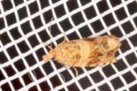 Celypha cespitana