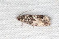 Cydia fagiglandana