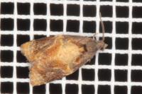 Ditula angustiorana