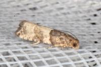 Gypsonoma aceriana