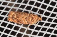 Gypsonoma minutana