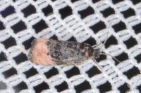 Metendothenia atropunctana