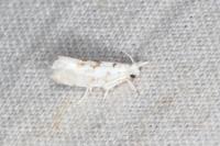 Niphonympha dealbatella