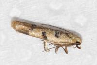 Mesophleps oxycedrella