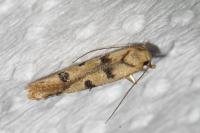 Mesophleps oxycedrella