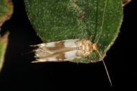 Enolmis