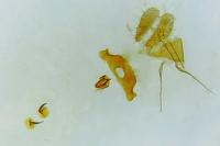 Grapholita molesta