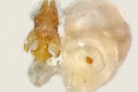 Acleris permutana