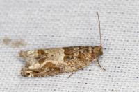 Crocidosema plebejana