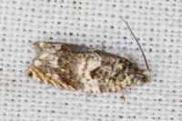 Gypsonoma imparana/minutana