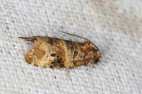 Lobesia botrana