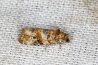 Lobesia botrana