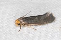 Cephimallota crassiflavella