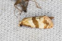Phalonidia contractana