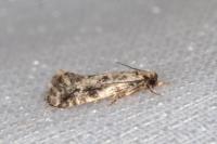 Nemapogon agenjoi