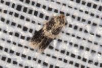 Ectoedemia caradjai