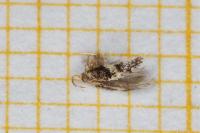 Ectoedemia caradjai