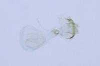Ectoedemia caradjai