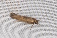 Scythris terrenella