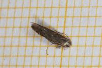 Monochroa hornigi