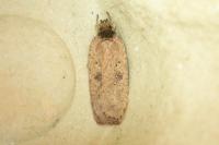 Agonopterix scopariella