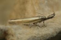 Pleurota aristella