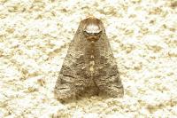 Cossus cossus