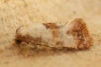 Neocochylis millierana
