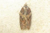 Acleris hastiana