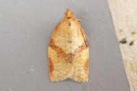 Clepsis consimilana