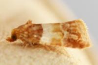 Epinotia festivana