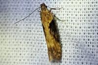 Scrobipalpa costella
