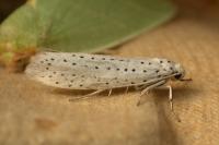 Yponomeuta evonymella