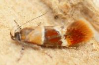 Epicallima bruandella