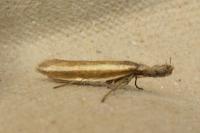 Pleurota aristella
