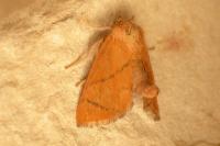 Apoda limacodes