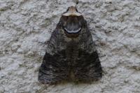 Cossus cossus