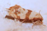 Phalonidia contractana