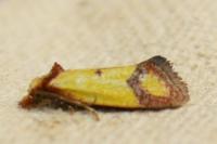 Agapeta zoegana
