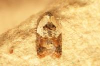 Acleris variegana