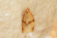 Clepsis consimilana