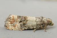 Piniphila bifasciana