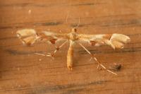 Cnaemidophorus rhododactylus