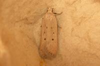 Nothris verbascella